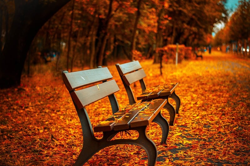 Autumn forest